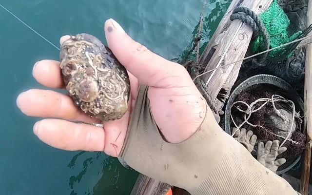 鲍鱼钓鱼攻略：四大钓点技巧解析及饵料准备