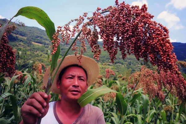 高粱快速获取攻略:广告、合成、购买与活动详解
