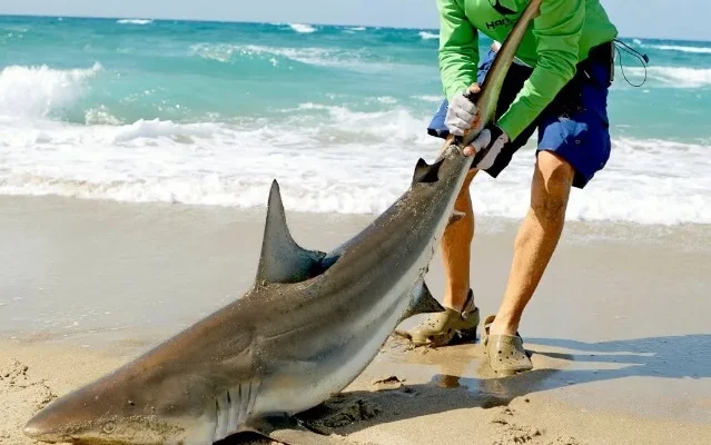 鲨鱼捕捉攻略:地点、饲料及捕捉技巧