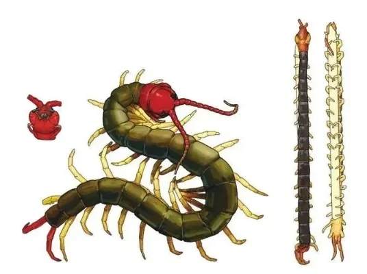 足蜈蚣攻略:生存与高效击杀技巧