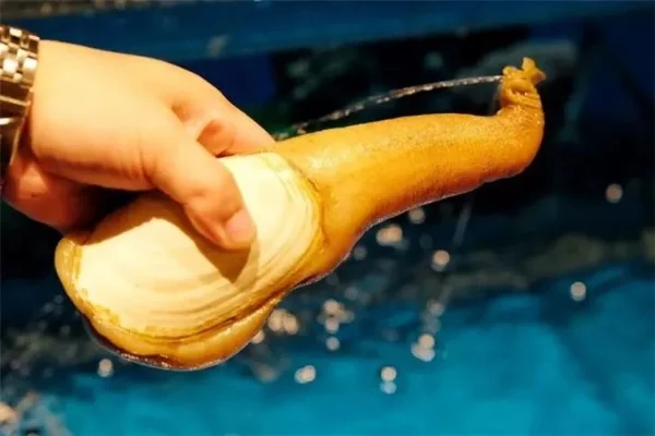 象拔蚌钓法:钓饵选择、地点技巧与捕获攻略