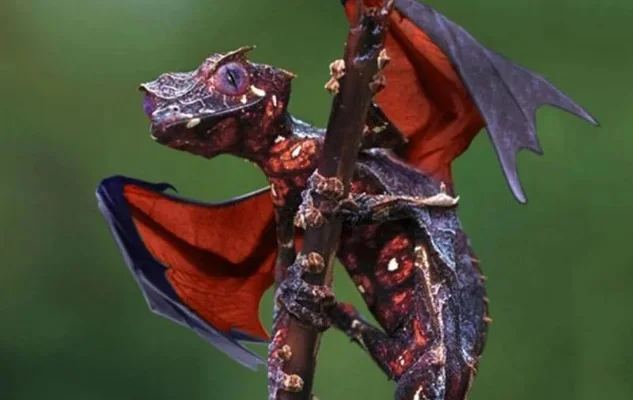 蝙蝠宠物合成指南:灰、红、蓝蝠龙合成方法及获取技巧