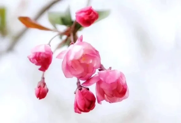 适合n刷的海棠文-海棠花季多打卡