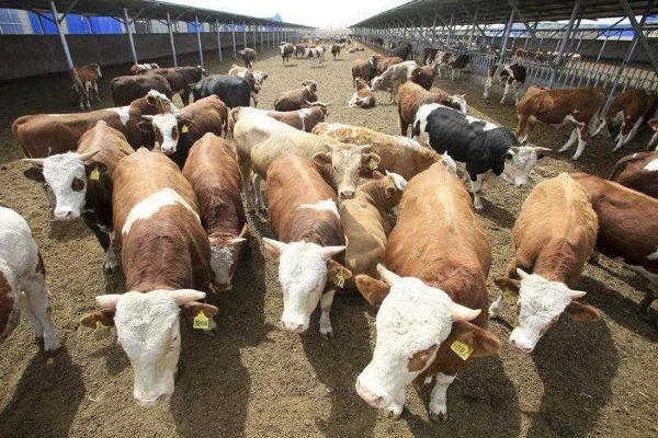 怎样养牛如何养牛-养牛入门到精通指南