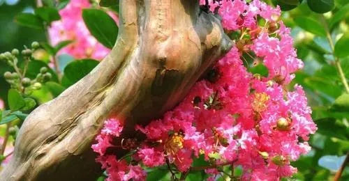 痒痒树是什么树-游戏神秘植物痒痒树解析